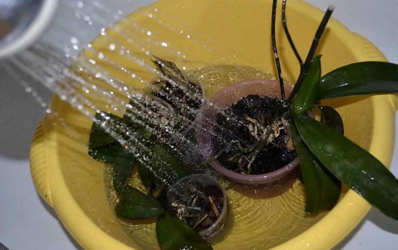 cómo regar las orquídeas con el método de la ducha tibia