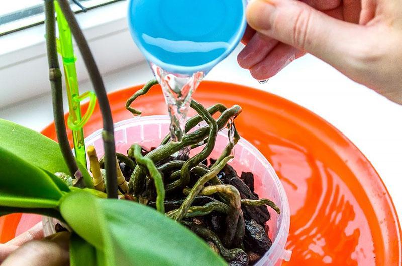 comment arroser les orchidées pendant la période de dormance