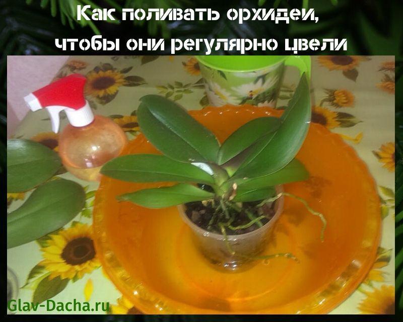 comment arroser les orchidées
