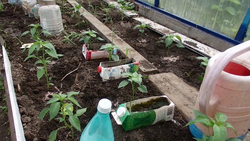 cómo regar la pimienta en un invernadero
