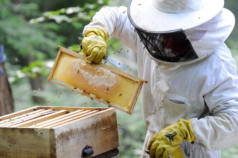 comment obtenir du miel blanc dans un rucher