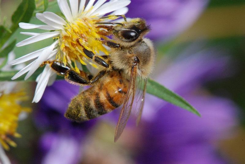 collecte de pollen