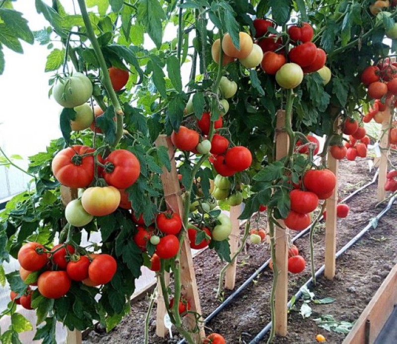 que tomates plantar en el invernadero