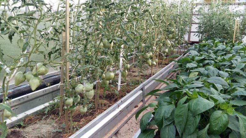 cómo cuidar los tomates en un invernadero