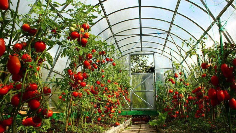Cultivo de tomates en invernadero de policarbonato.