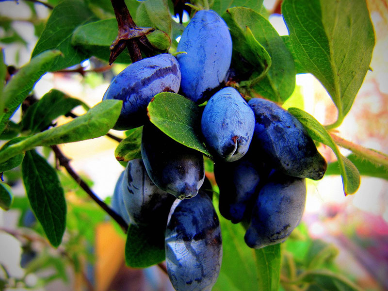 variétés de chèvrefeuille Volkhov