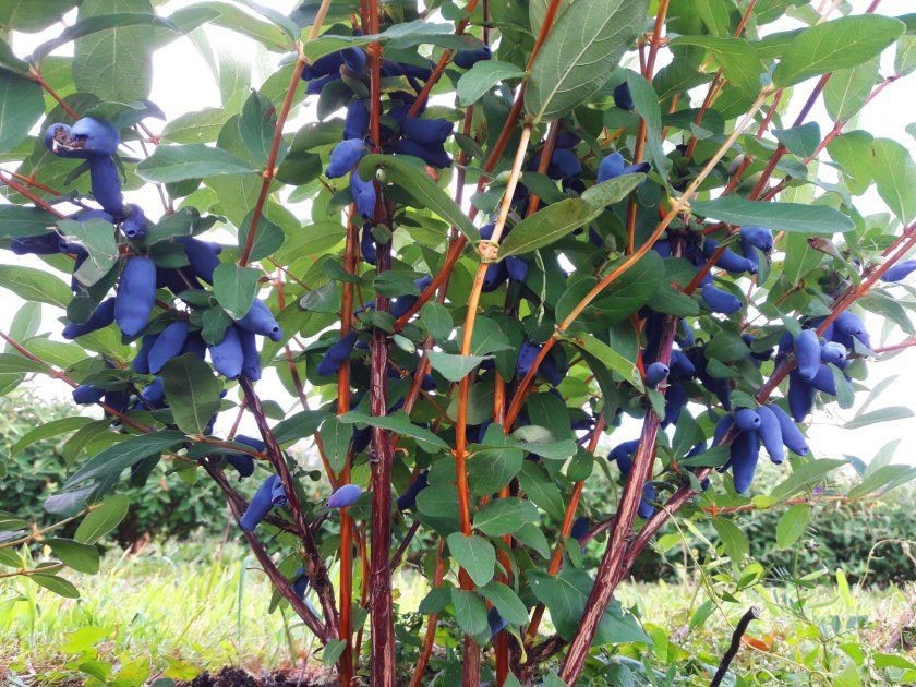 cultivo de madreselva de Volkhov en el sitio