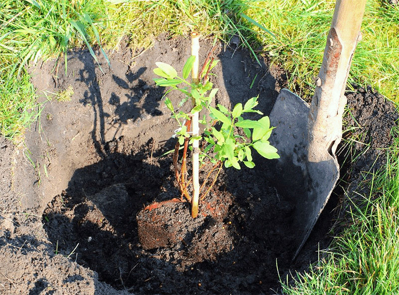 processus de plantation de chèvrefeuille