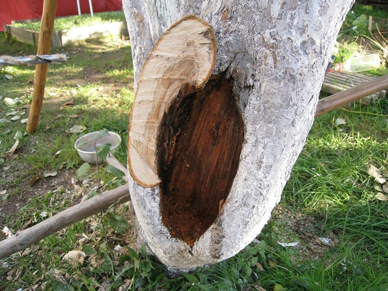 préparation de l'arbre pour l'application de jardin var