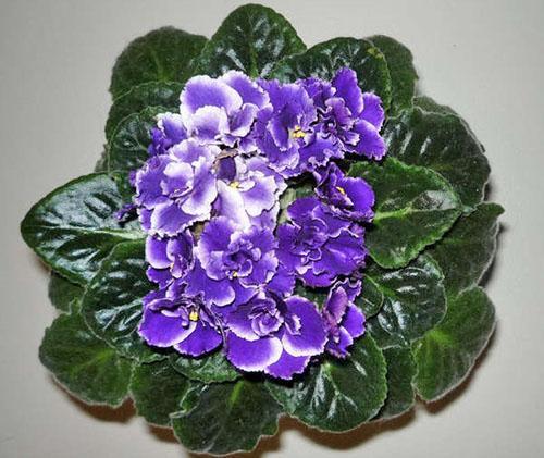 Violette saine en fleurs
