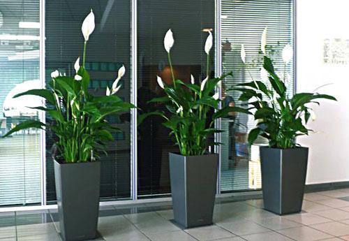 Spathiphyllum comme décoration d'intérieur