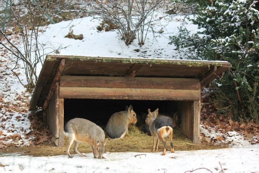 refugio de animales