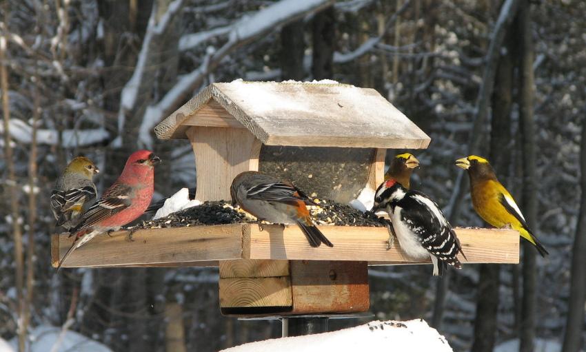 mangeoires d'oiseaux