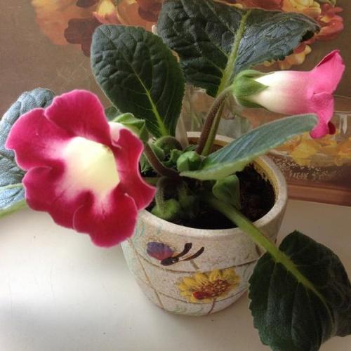 gloxinia en pot