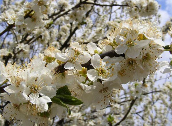 fleur de prune de cerisier dans la voie du milieu