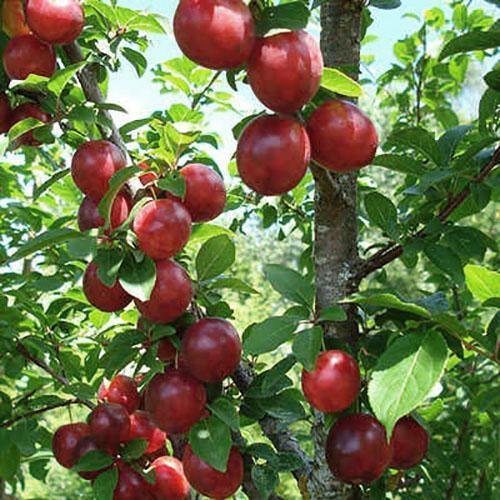 prune cerise mûre