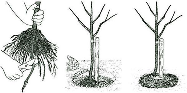 règles de plantation de prunes de cerisier