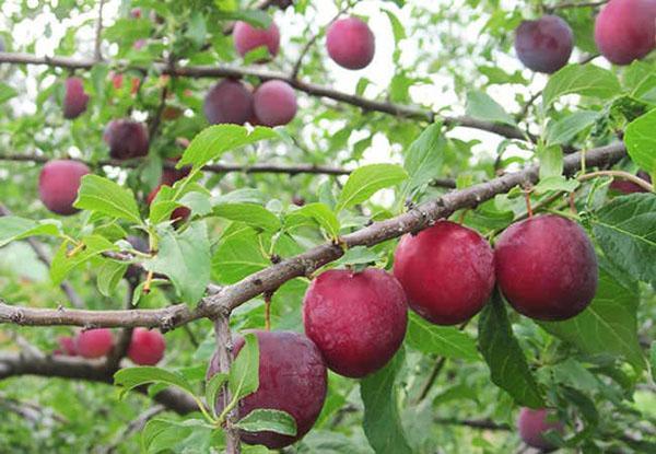 récolte de prunes cerises dans la voie du milieu
