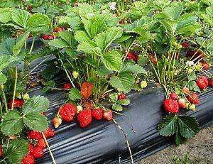 fresas debajo de la película