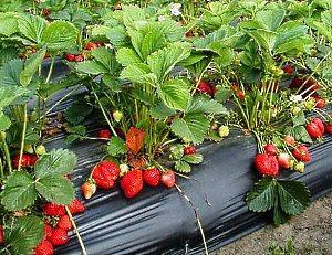 fraises sous le film