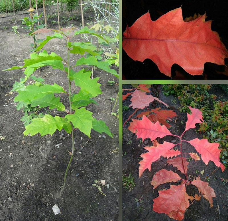 planter un semis en pleine terre