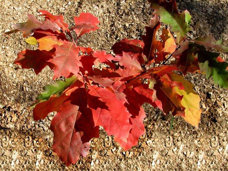 planter un petit semis de chêne rouge