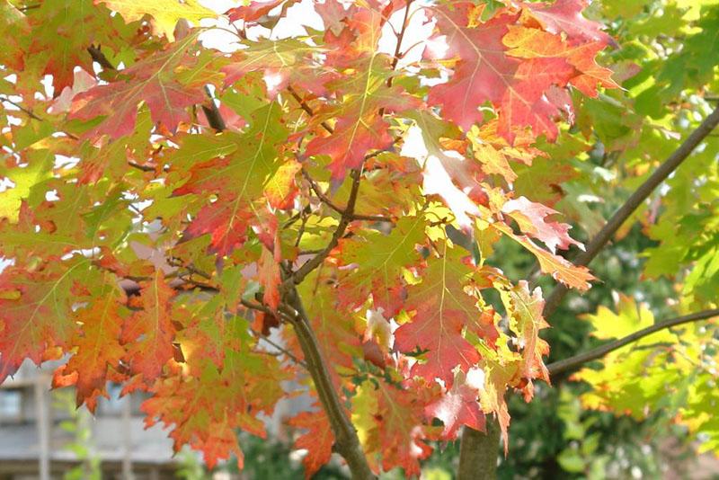 acercamiento del otoño