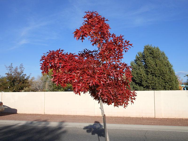 roble rojo en el diseño del paisaje