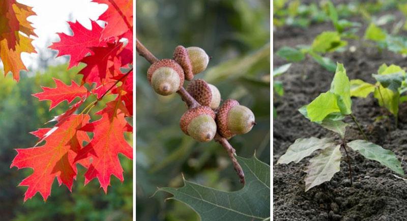 propagation du chêne par les glands