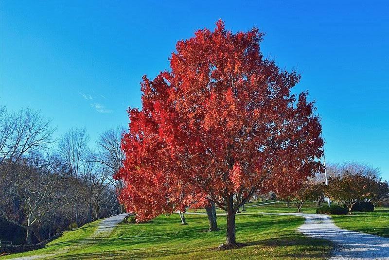 majestuoso roble rojo