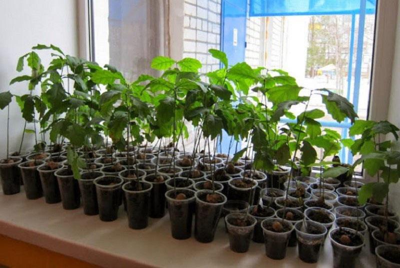 árboles jóvenes de roble rojo en el alféizar de la ventana