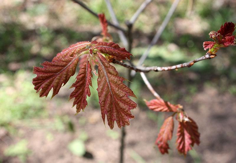 roble rojo a principios de primavera