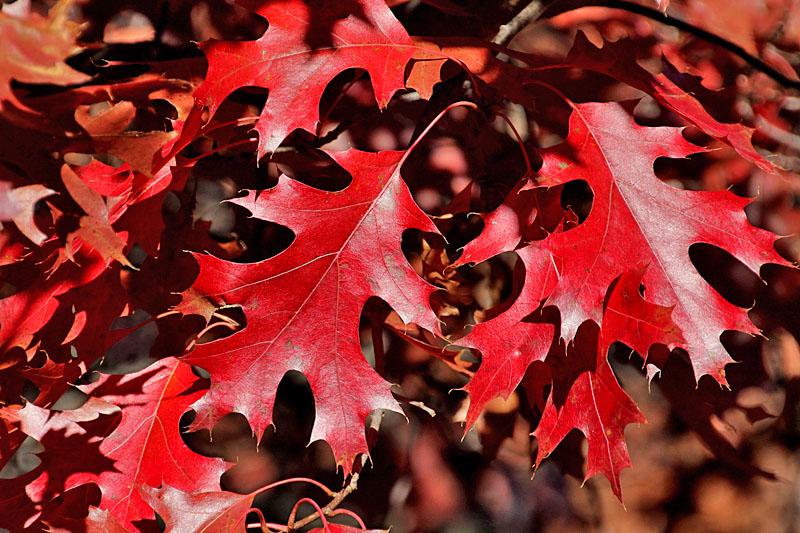 color del follaje en otoño