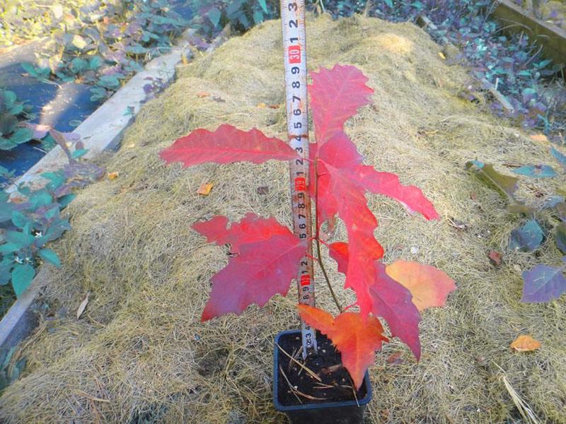 jeune arbre de chêne rouge