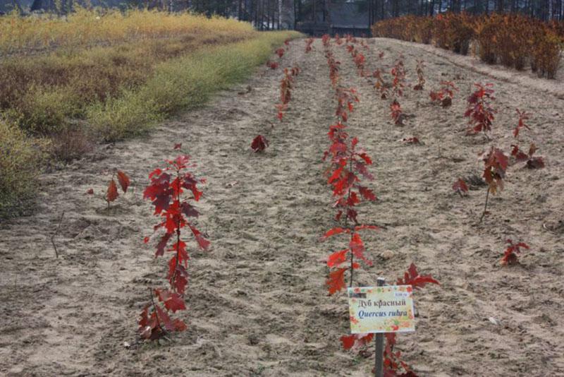 plántulas de roble en el vivero