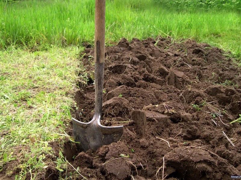 préparation du site pour la plantation de chênes