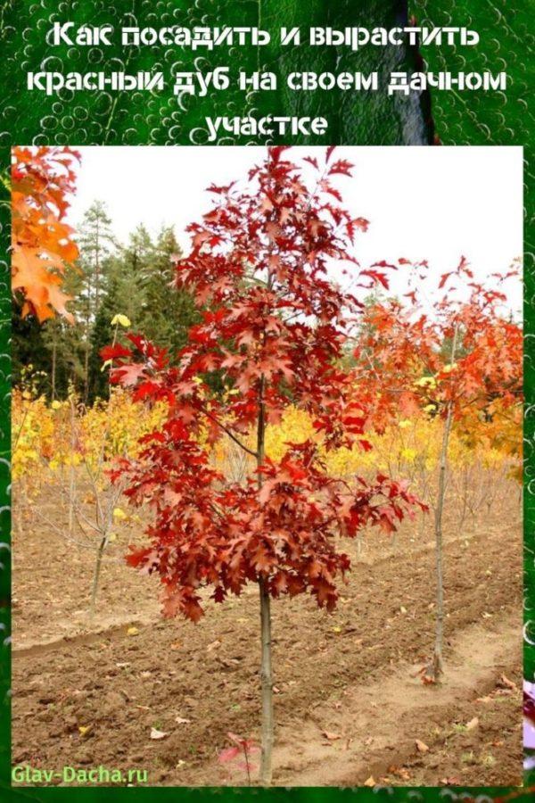 planter un chêne rouge