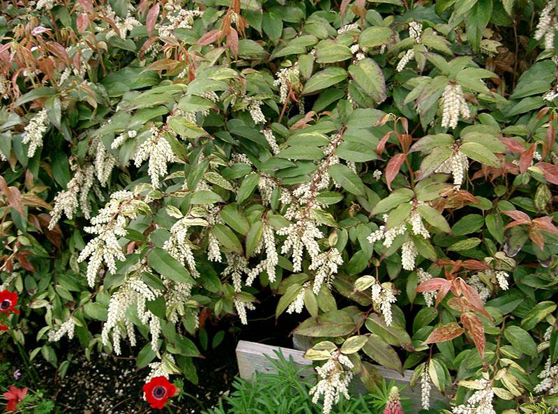 floraciones de leukotoe