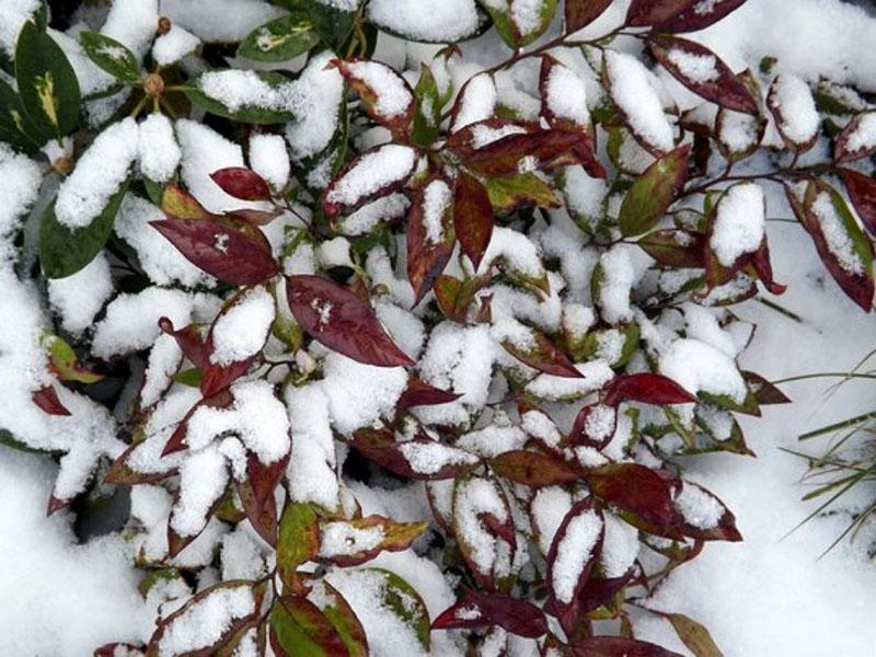 arcoiris leukotoe en invierno