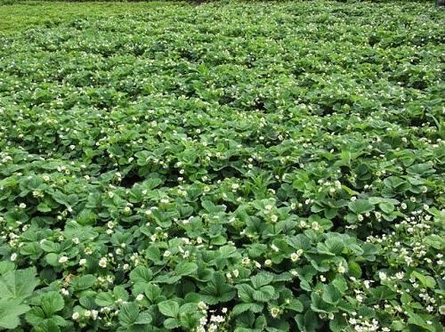 alfombras de plantación de fresas