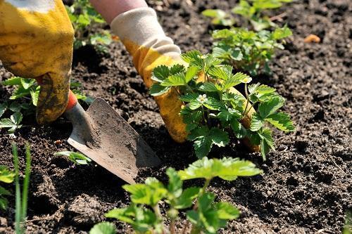 plantar fresas en arbustos separados