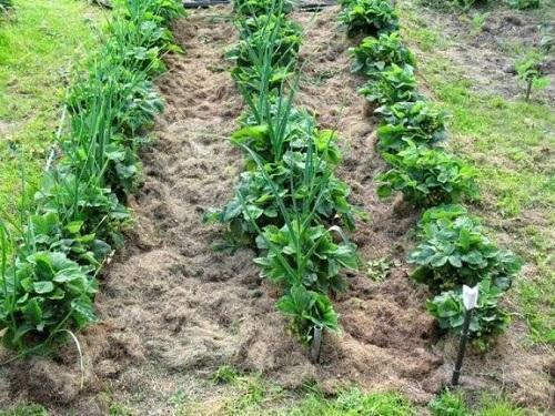 planter des fraises en rangées