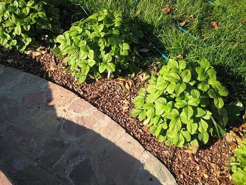 planter des fraises dans des nids