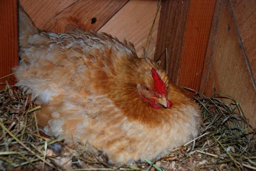 cómo poner una gallina en huevos