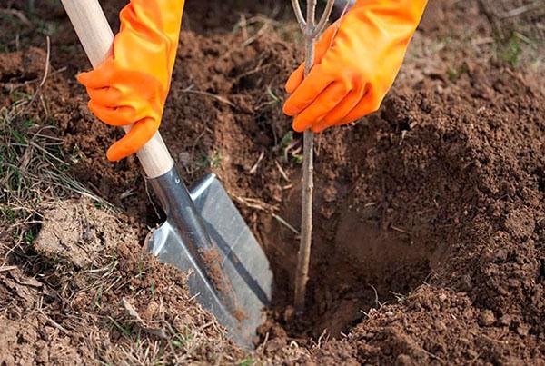 plantando tilo en otoño