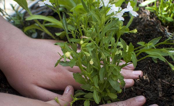 plantar lobelia en campo abierto