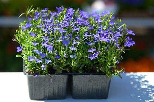 hermosa lobelia