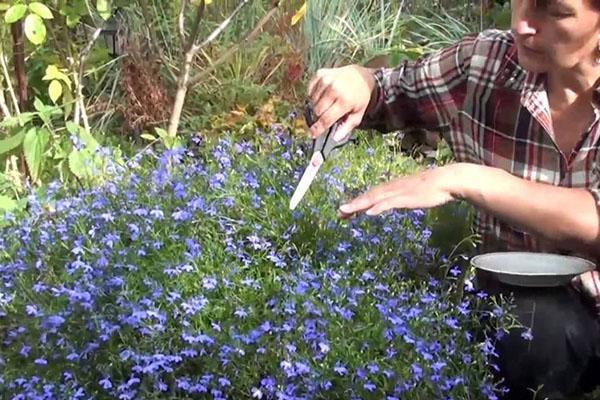 corte de pelo lobelia