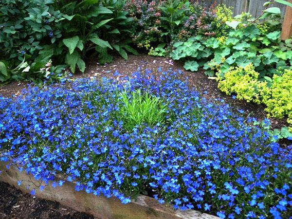 lobelia en el jardín