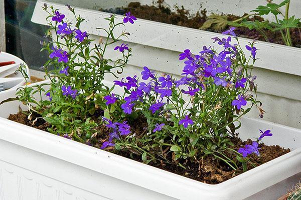 plantar lobelia en una maceta